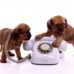 Tidy Dog phone