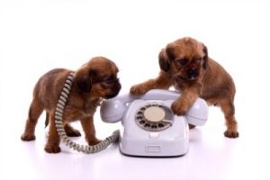 Tidy Dog phone