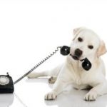 Tidy Dog Phone