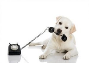 Tidy Dog Phone