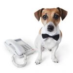 Tidy Dog Phone