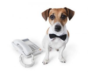 Tidy Dog Phone